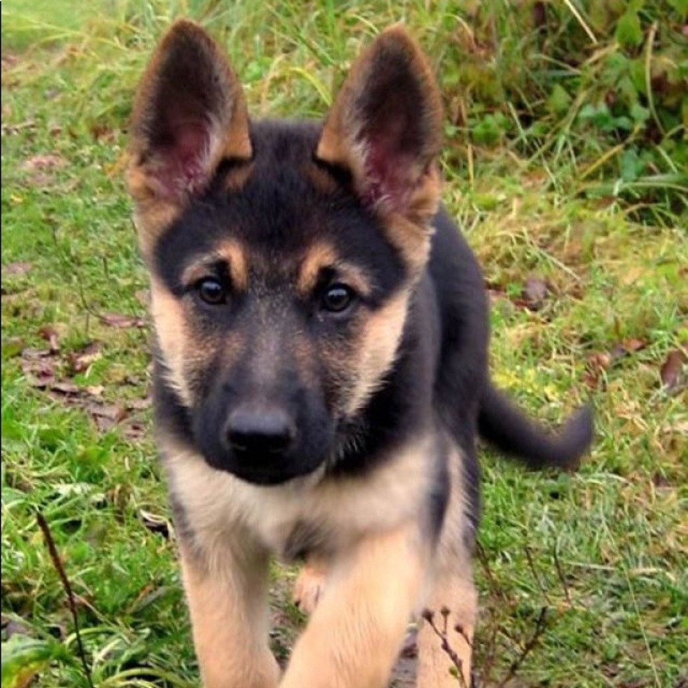 Meet your Posher, Yohan